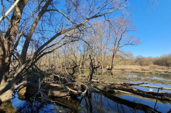 Moravka Natural Forest Reserve, Lower Austria