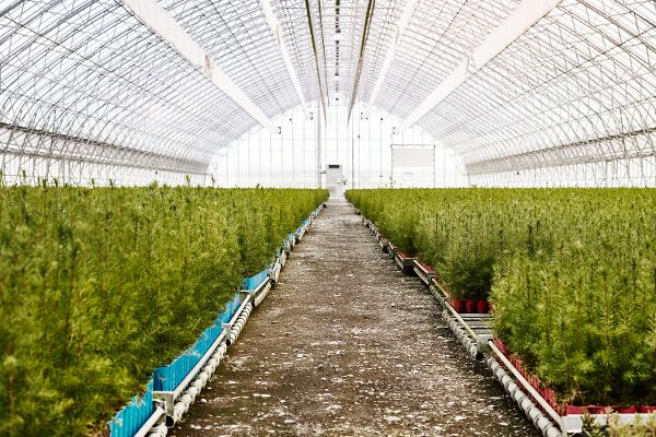 Stand establishment - coniferous trees