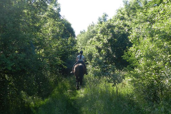 Rider in the forest