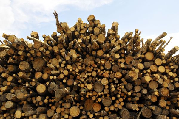 Round wooden pile