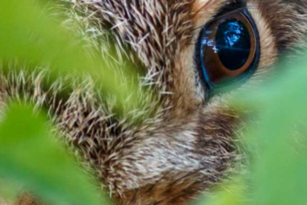 Aulehrpfad: Hase im Gebüsch versteckt