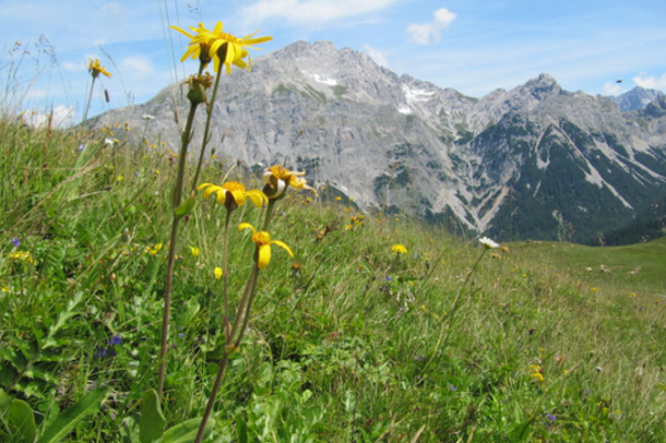 Löwenzahn, Blick auf die Berge