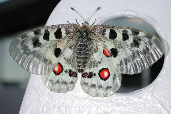 Apollofalter