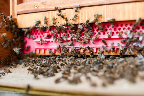 Bienen
