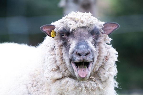 Nahaufnahme eines Schafgesichts während des Rufens