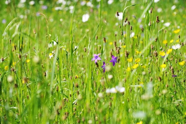 Blick in eine artenreiche Wiese mit zahlreichen Blüten von Glockenblume, Spitzwegerich, Hahnenfuß, Margherite