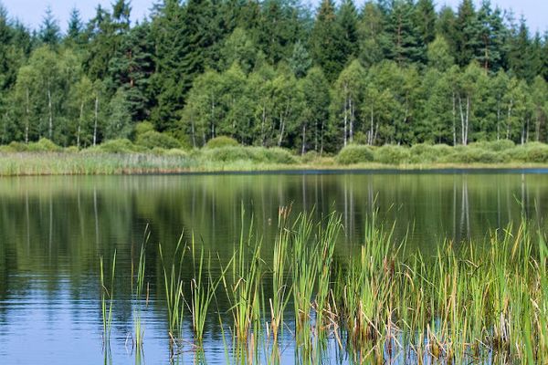 Landschaftsbild mit Karpfenteich im Waldviertel