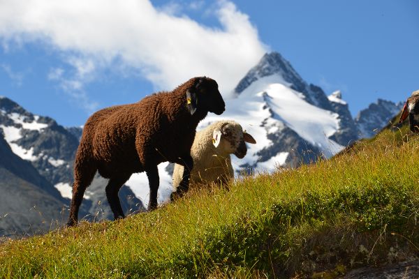 Mölltal Glockner Lamm