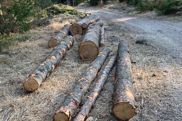 geschlägertes Holz neben Forststraße