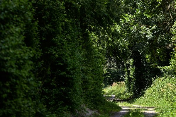Sommerlich wüchsiger Laubwald, eigentlich Auwald durch den eine Forststraße führt.
