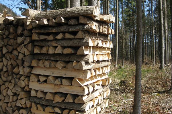 Brennholzstoß im Wald
