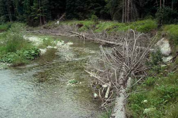 Raubäume nach Uferanrissen