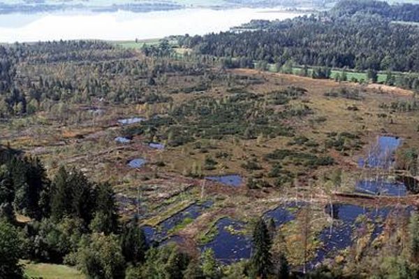 Wiedervernässtes Wenger Hochmoor