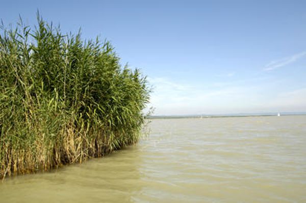 Blick auf Neusiedlersee