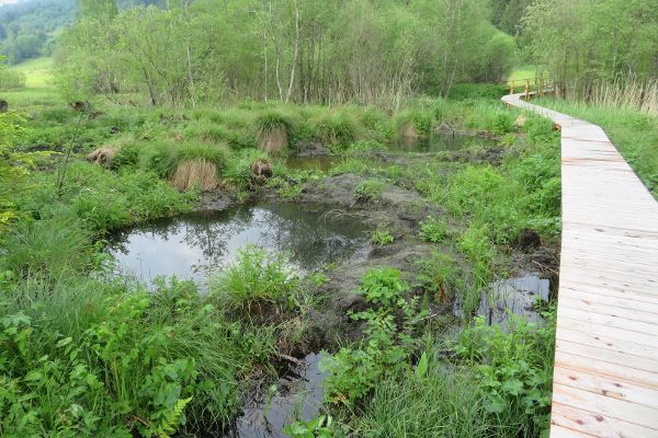 Kleingewässer beim Hörfelder Moor