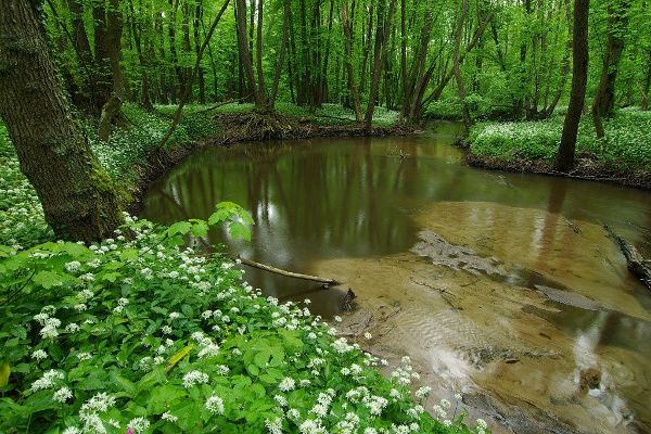 Trilaterales Ramsargebiet March-Thaya-Auen