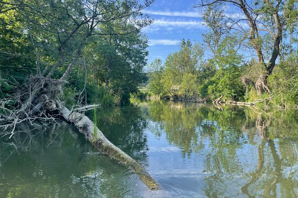 Das Foto zeigt einen naturnahen Abschnitt der Pielach, mit Totholz im Fluss und begleitender Auwaldvegetation. 