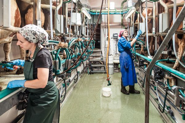 milk production