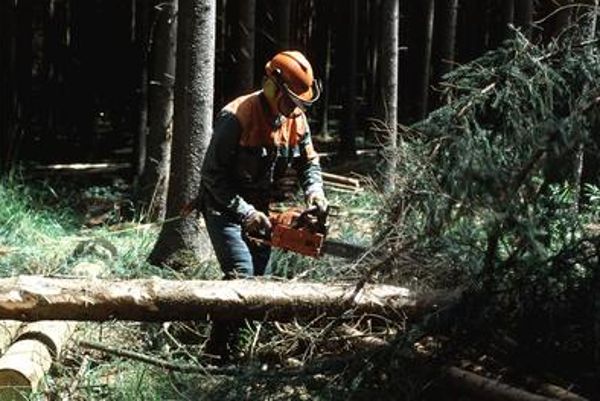 Skilled Forestry Worker at Work in the Forest