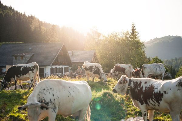 Several cows grazing in a pasture, with a farm in the background.