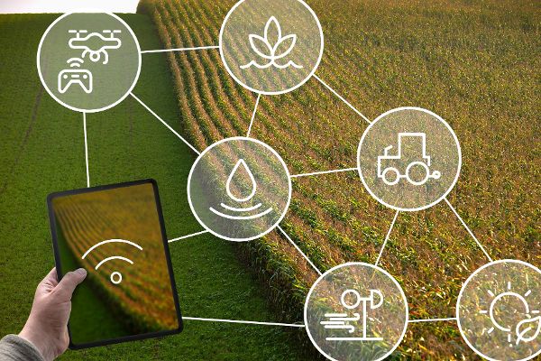 Digitization corn field