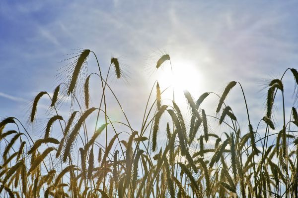 Rye field