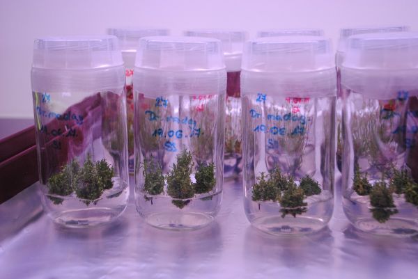 Invitro Labor