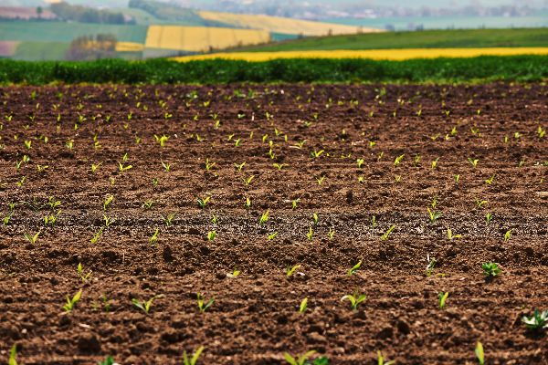 Young maize field