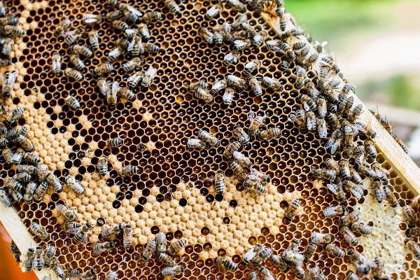 Bees