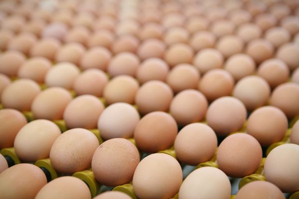 Eggs at packing station