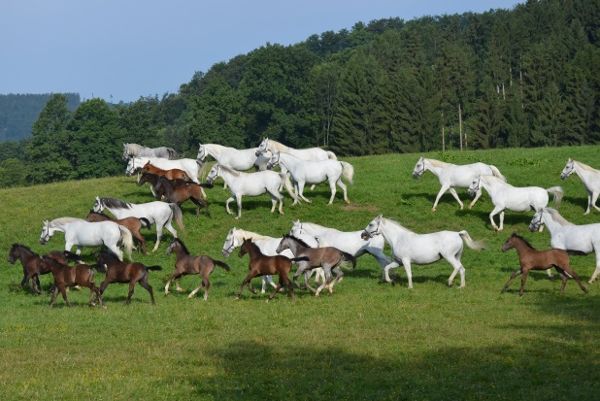 Lipizzaner at the Federal Stud Piber