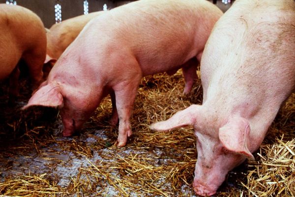 Pigs in the stable and have fun with straw