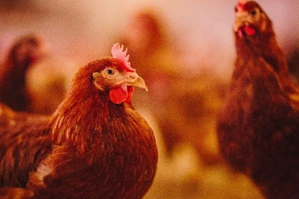 Chickens brown