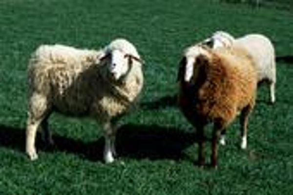 Sheep in the pasture