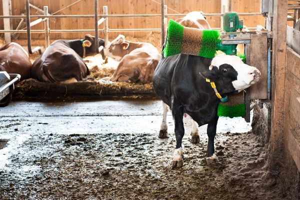 Cattle Farming in Barns