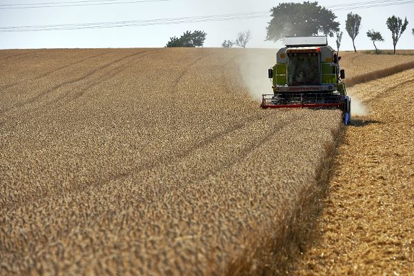 Combine harvester at the field