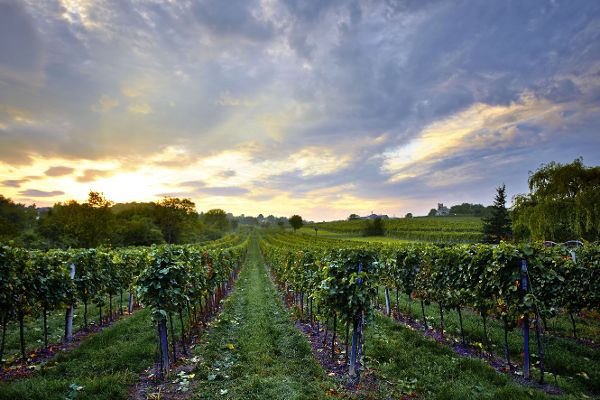 Vineyard