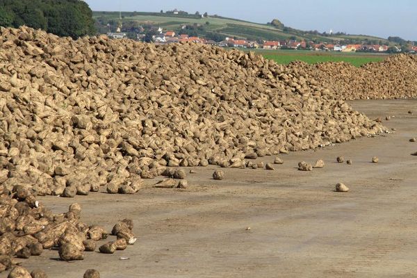 Sugar beet harvest
