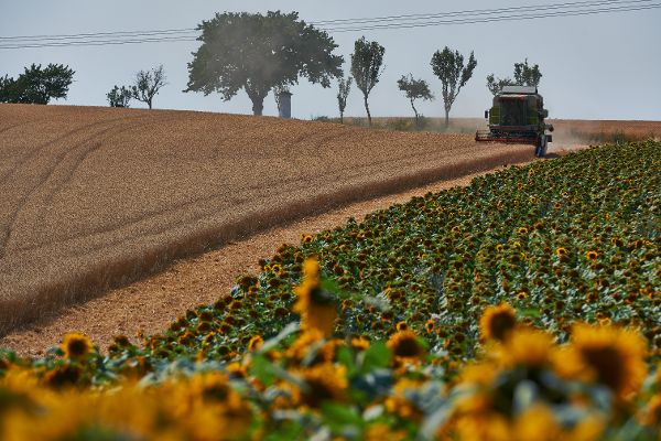 Combine harvester at the field