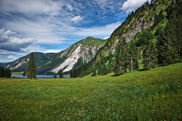 mountain meadow