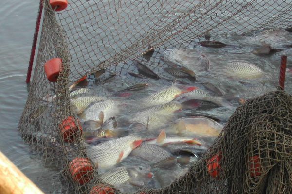 fish in the net