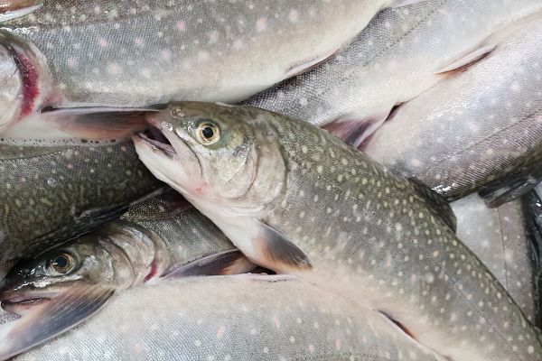 Trouts