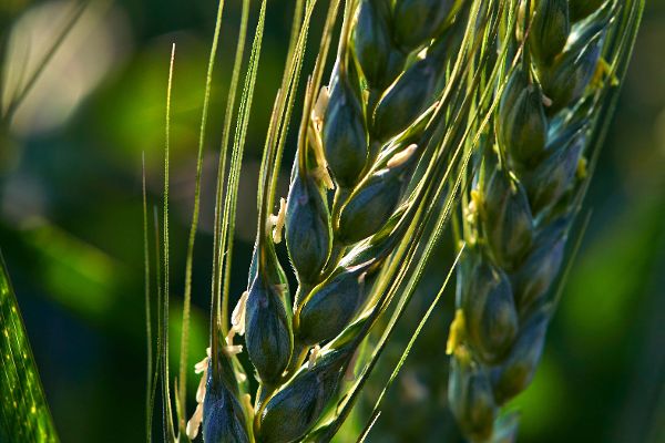 Wheat field