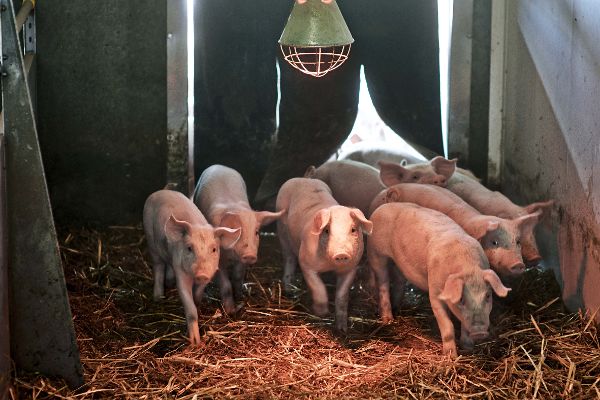 Pigs in the stable