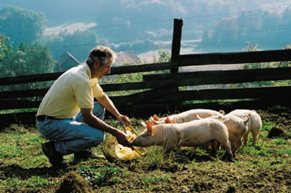 Free range organic pigs