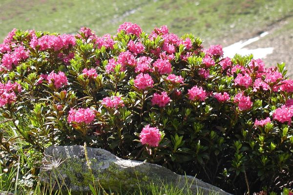 Alpine roses