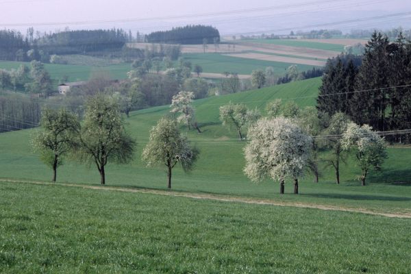 Flowering fruit trees in the Mostviertel region
