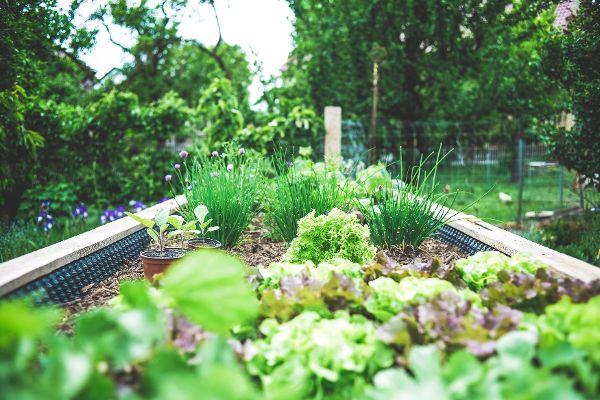 raised bed