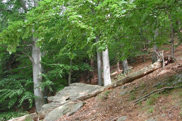 Natural forest reserve