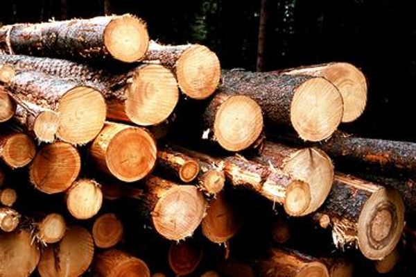 Stacked roundwood, ready for collection